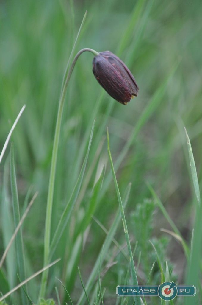 Рябчик русский - многолетнее травянистое растение семейства Лилейные 